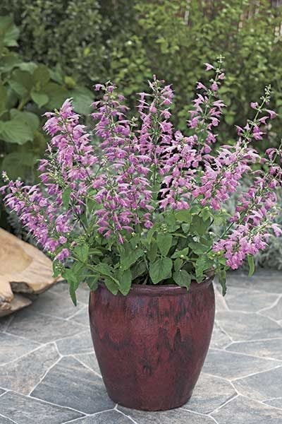 2016 Summer Jewel Lavender Salvia from AAS