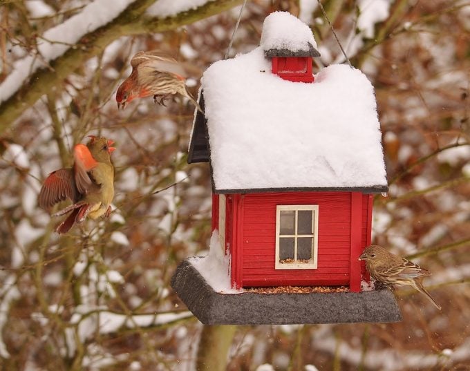cardinals at a hopper feeder