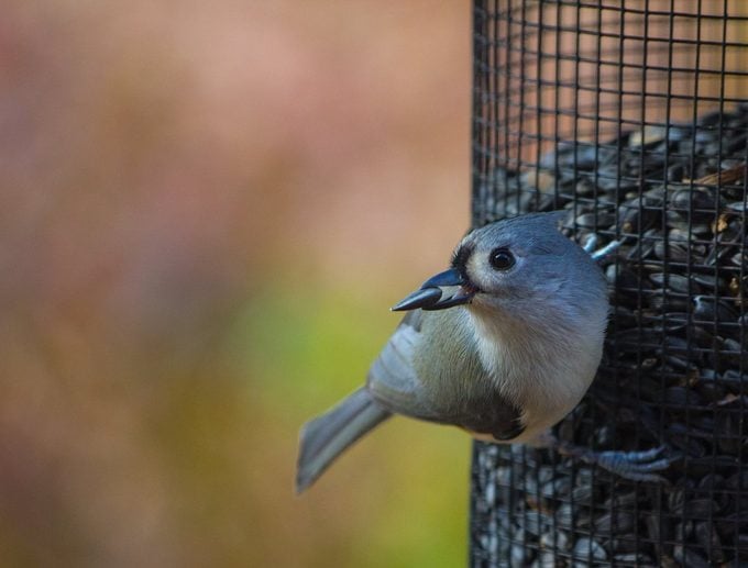 titmouse eating sunflower seed