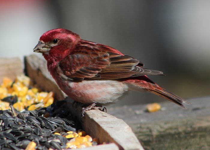 types of finches purple finch at a tray feeder