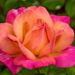 20 Pretty Pictures of Roses From Home Gardeners
