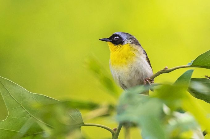 common yellowthroat, warbler migration
