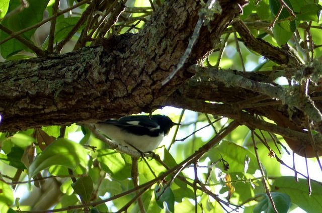 Warbler Migration Tips Black Throated Blue Warbler
