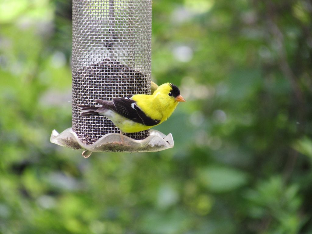 how to attract goldfinches