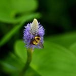5 Garden Bee Species You Want to See in Your Yard