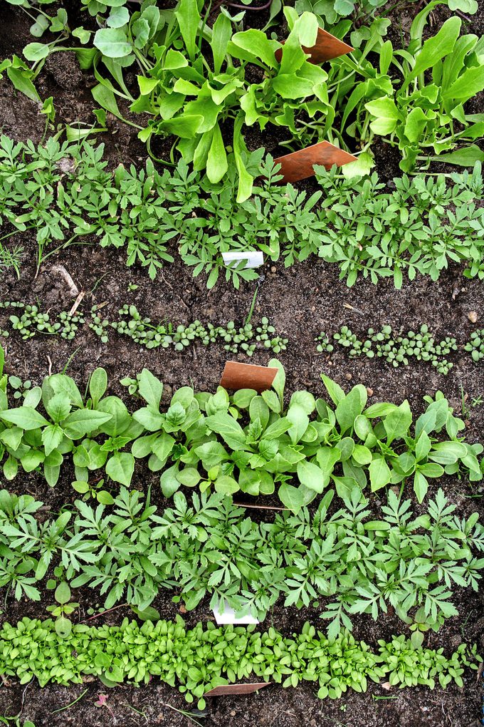 Different vegetable seedlings growing in rows 