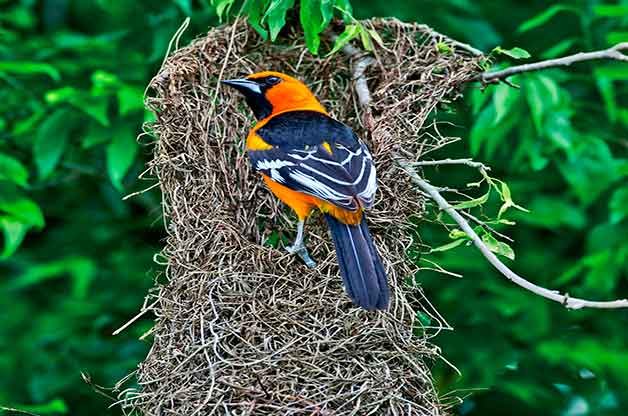LAST ONE, Slow Stitch Bird in Nest