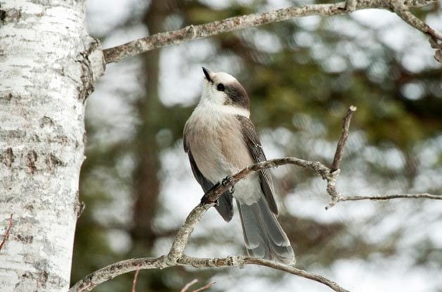 Birding Hotspots: Maine Birding Trail