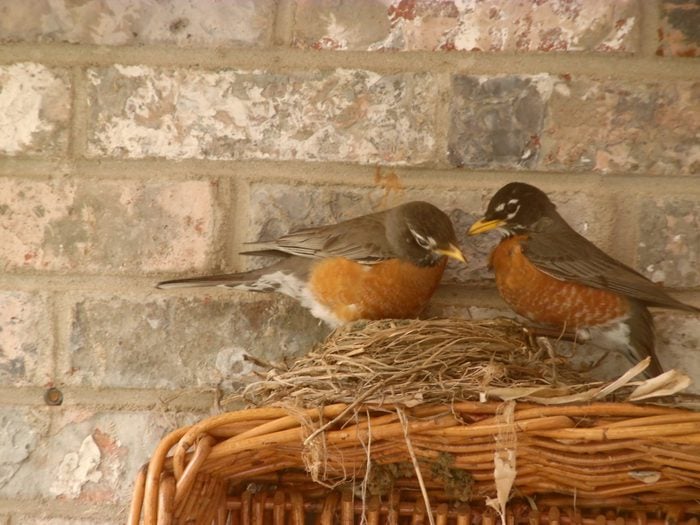 Robins care for their nest