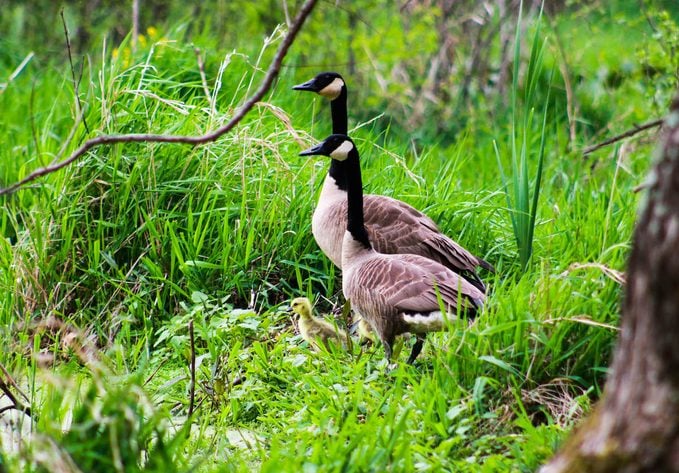 Canada goose mom and dad with chick