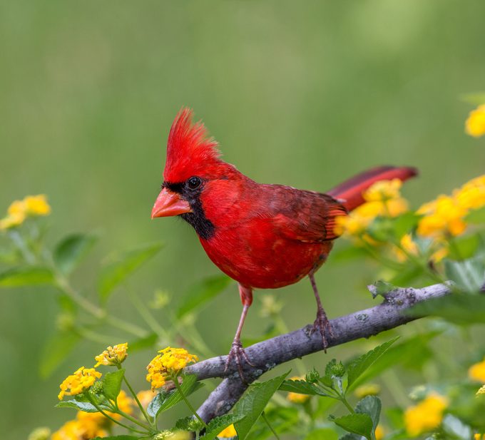 Northern cardinal rests on a branch
