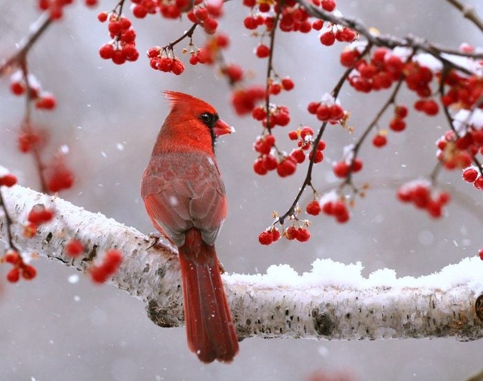 Cardinal on a snowy branch surrounded by red berries