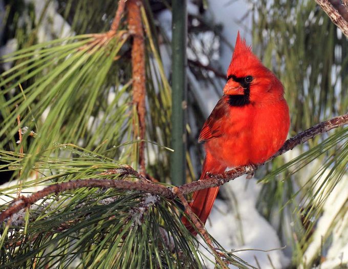 Cardinals seek cover in evergreen trees