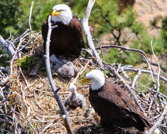 bald eagle nest, types of bird nests