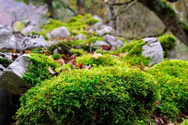 How To Grow Moss: A Simple and Fun Project for The Entire Family