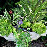 Turn a Birdbath Into a Planter for a Mini Fairy Garden