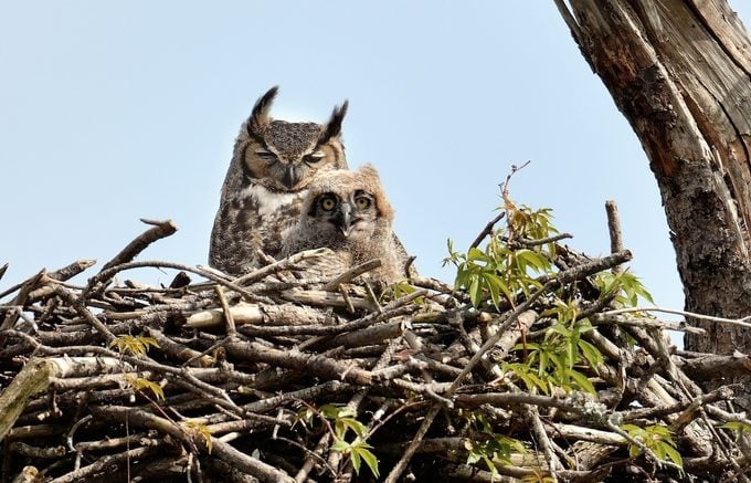 great horned owl nest, types of bird nests