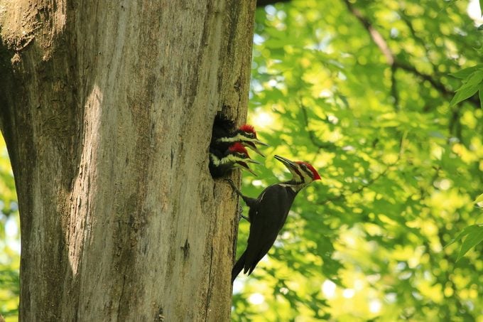Pileated woodpecker dad and chicks