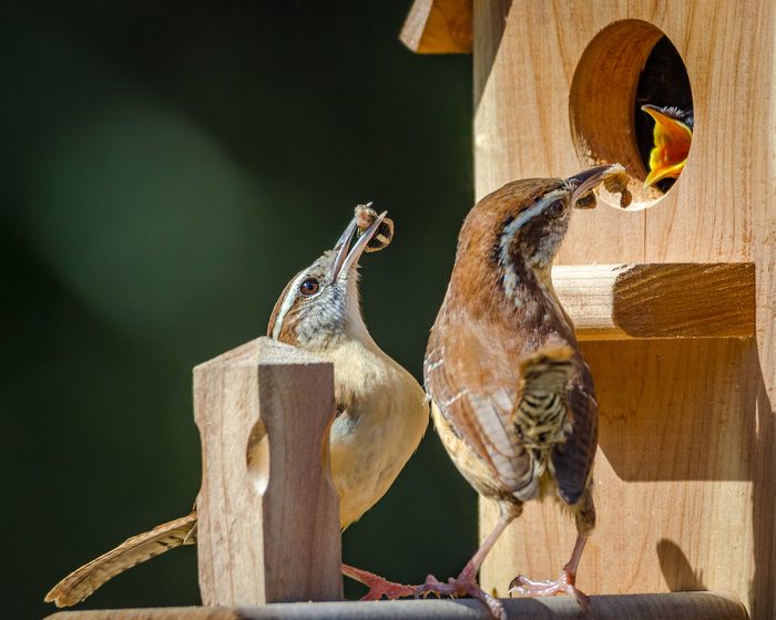 Wrens feed a chick in a nest box