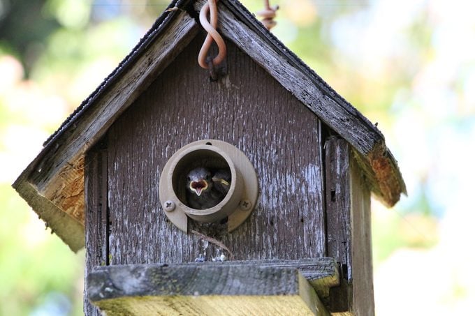 house sparrows in a birdhouse