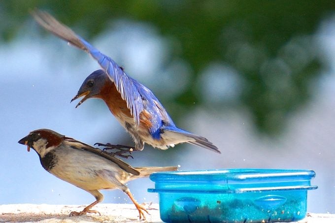 Eastern bluebird chasing a house sparrow