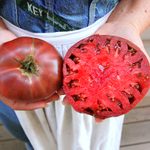 Tips for Saving Tomato and Veggie Seeds From Your Harvest