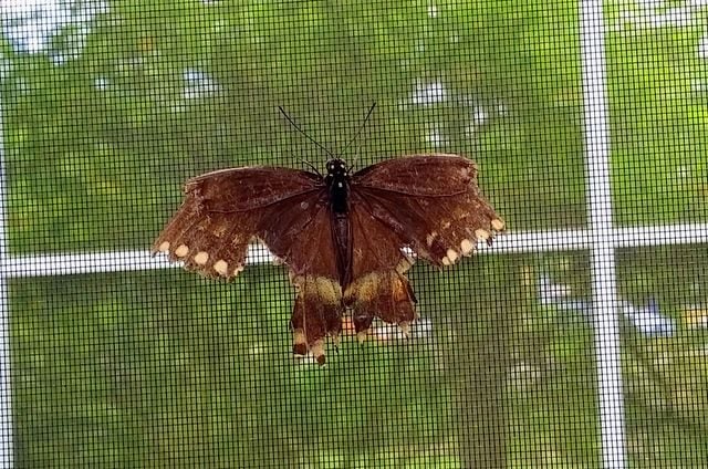 Broken Butterfly Wing