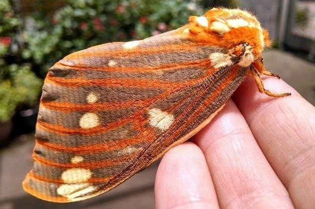 Moth Myths Regal-Moth-K-Gilpin