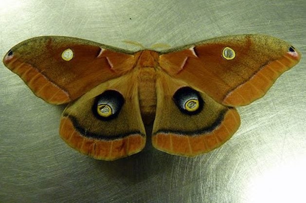 Silk Moth Polyphemus