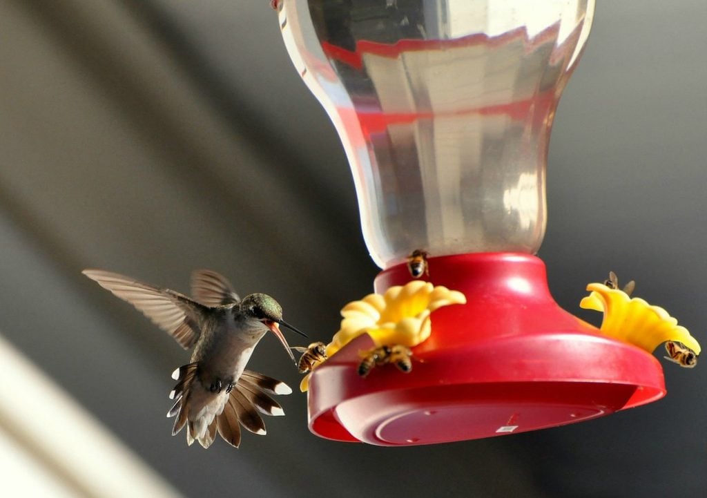 how to keep bees and wasps away from hummingbird feeders