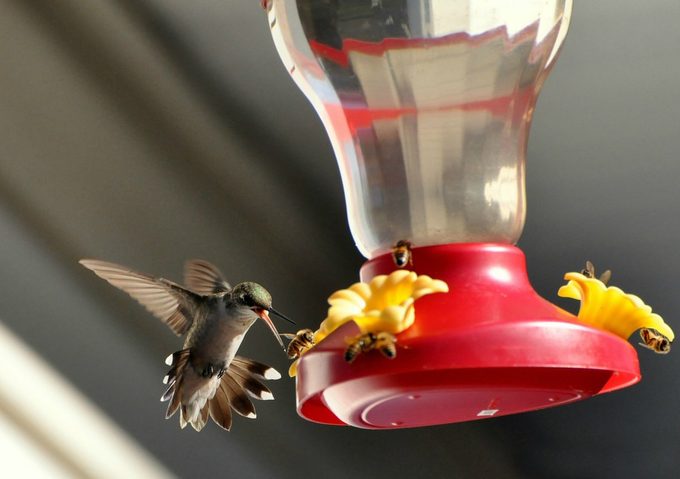 bees around hummingbird feeder