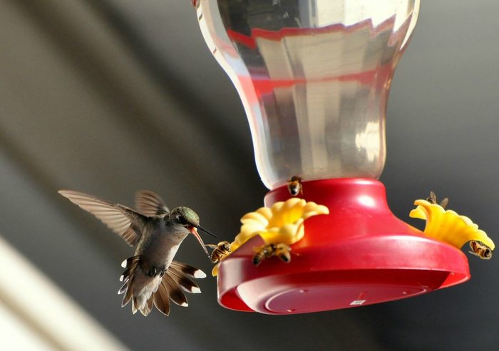 how to keep bees and wasps away from hummingbird feeders