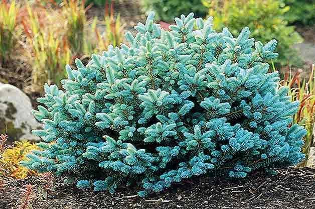 dwarf blue spruce small evergreen shrub
