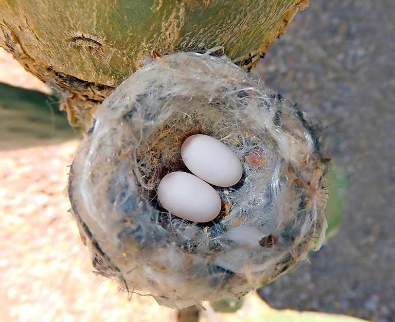 How Big are Hummingbird Eggs  