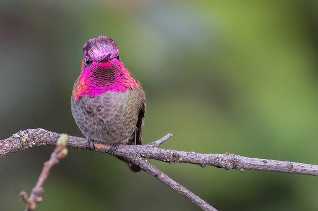 hummingbird-on-branch.jpg