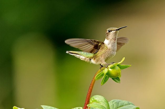 how to attract more hummingbirds