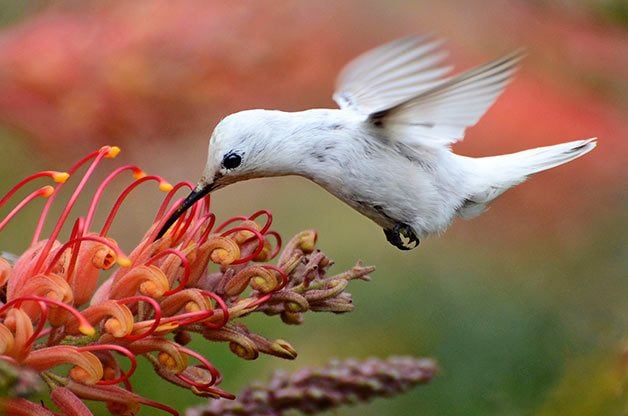 leucistic Anna's hummingbird