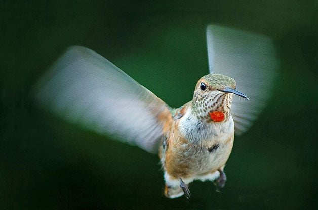 Rufous hummingbird flying