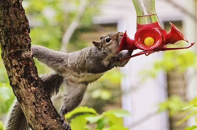 squirrel on hummingbird feeder