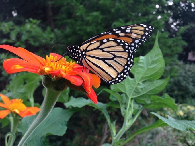 monarch butterfly on Mexican sunflower