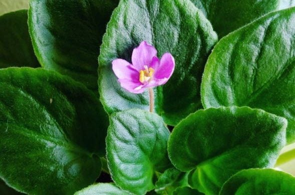 Growing African Violets E Somers