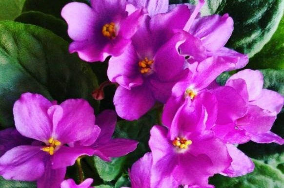 Growing African Violets E Somers