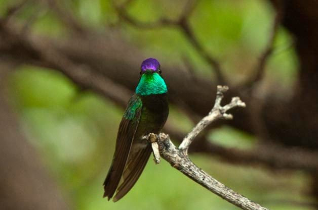 Hummingbirds of Southeast Arizona