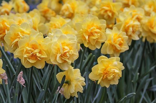 10 of the Best Daffodil Bulbs to Plant This Fall - Birds and Blooms
