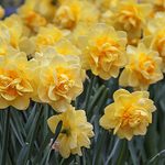 10 of the Best Daffodil Bulbs to Plant This Fall