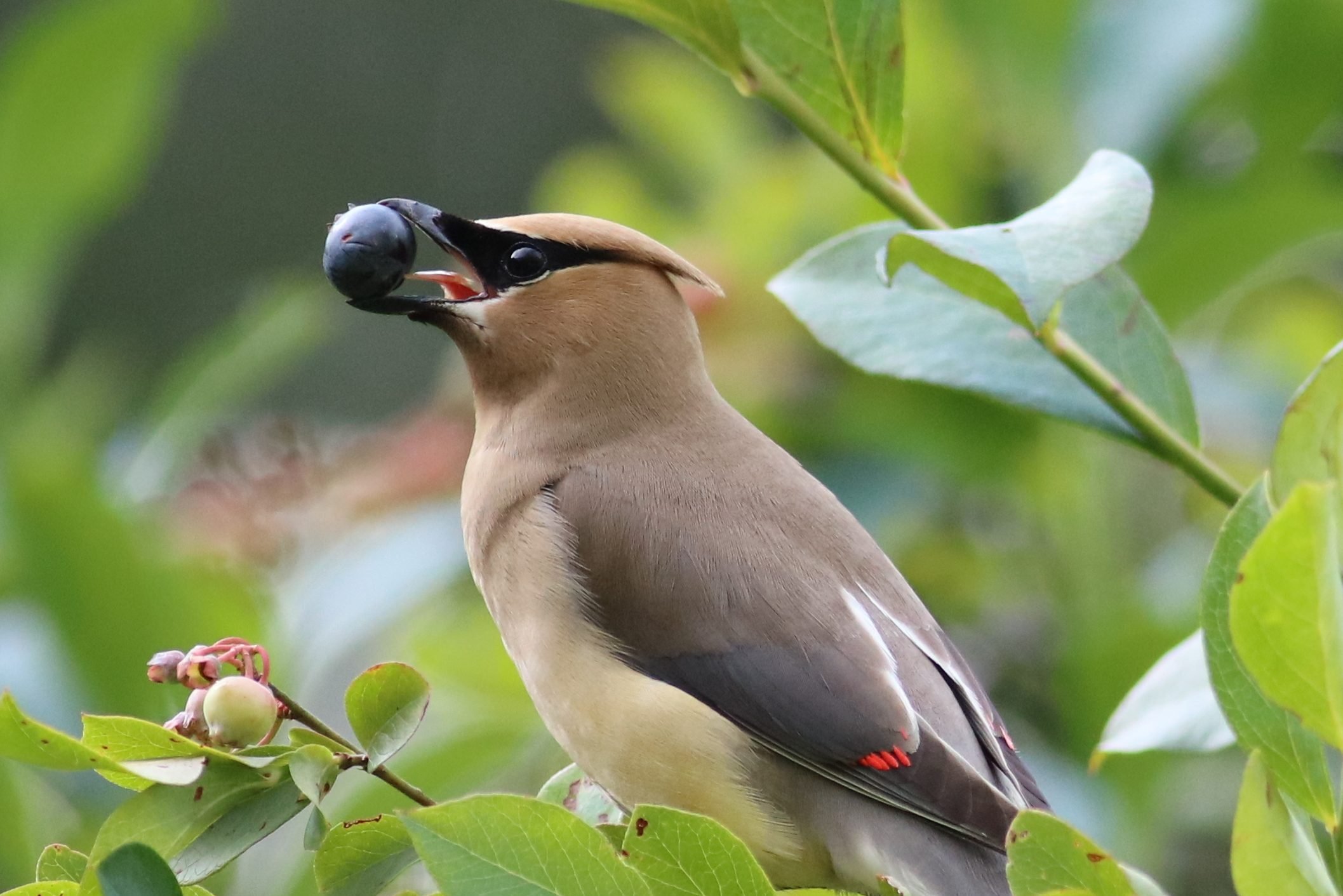 Bird Senses: Can Birds Smell or Taste? - Birds and Blooms