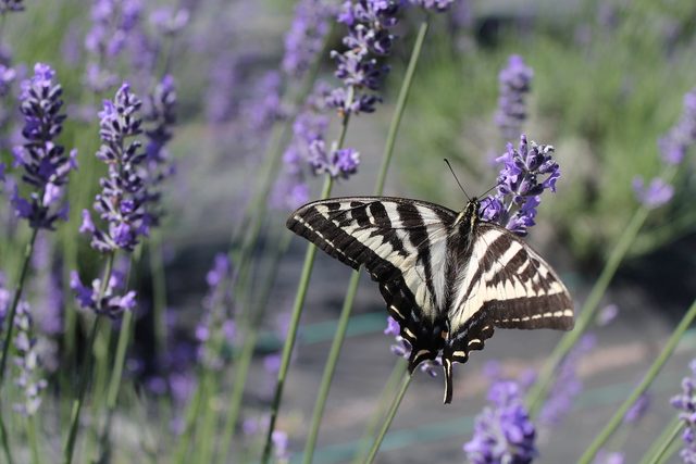lavender and swallowtail