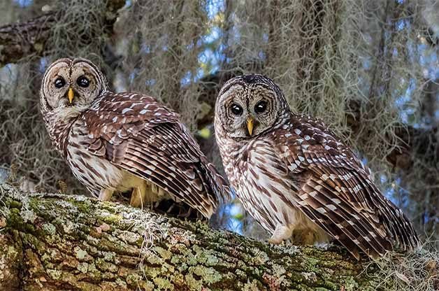 barred owls