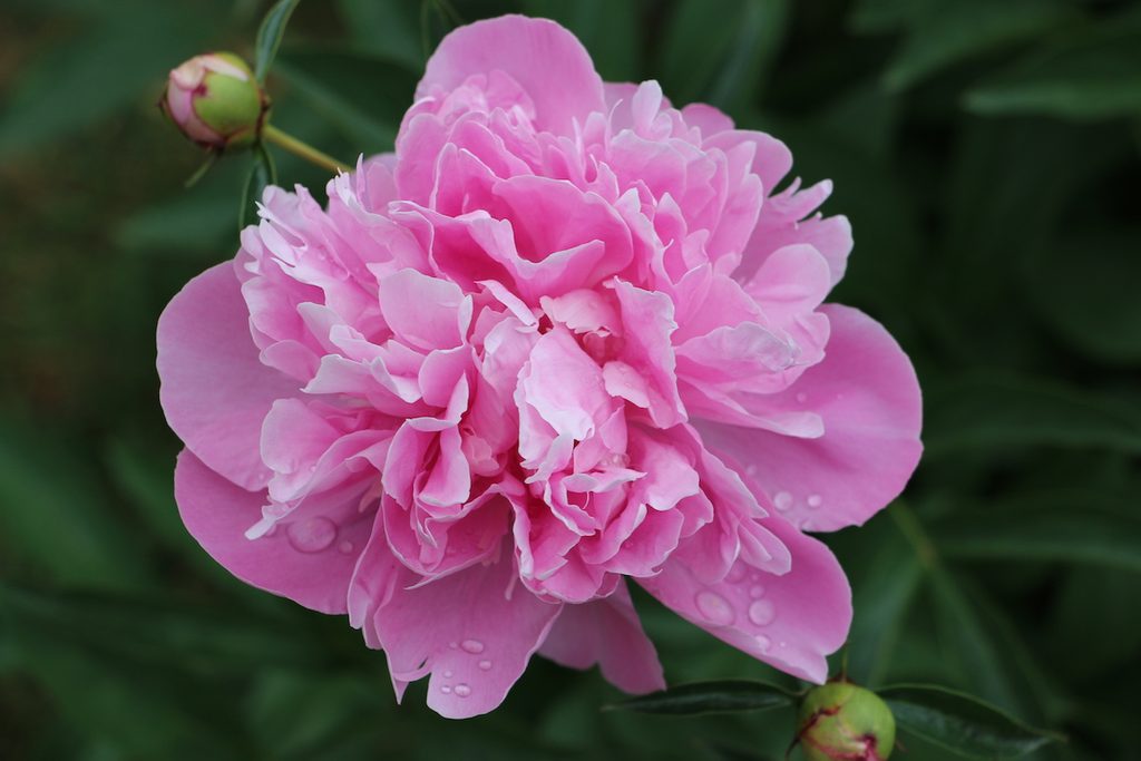 8 Super Fragrant Flowers That Pollinators Love - Birds and Blooms