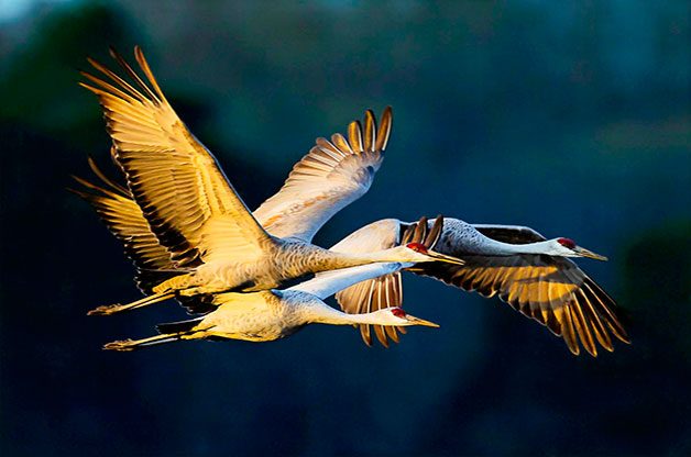 autumn birds, sandhill cranes